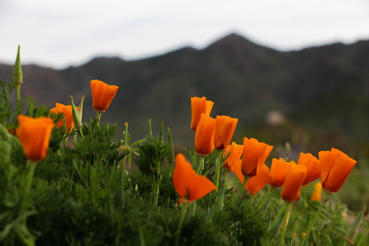 California poppies landscape